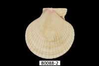 藏品(海扇蛤)的圖片